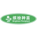 缤纷蝴蝶兰种苗 wechatShareImg