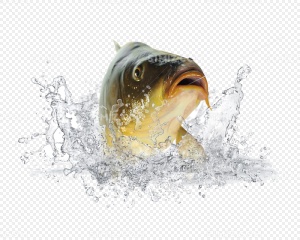 钓鱼利器 wechatShareImg