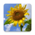 伤寒论学习 wechatShareImg