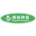 缤纷蝴蝶兰种苗 wechatShareImg